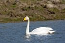 Cygne de Bewick de Rose10