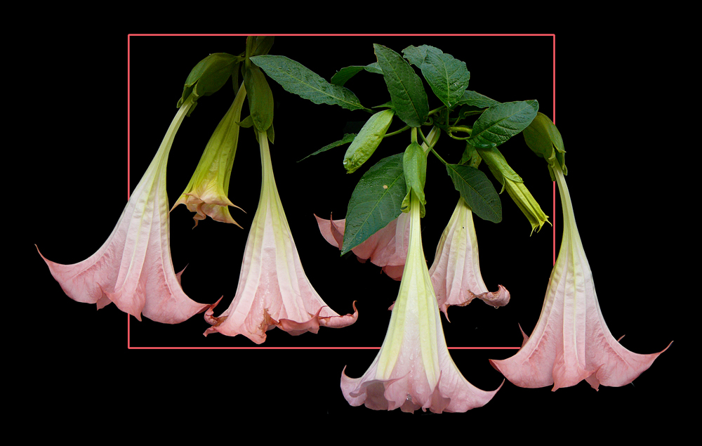 242 BRUGMANSIA