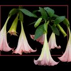 242 BRUGMANSIA