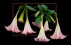 242 BRUGMANSIA von bernardo braccini 