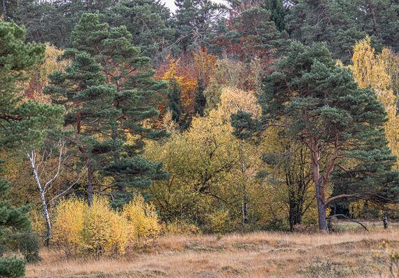 242/365 Herbst am Schlangenberg