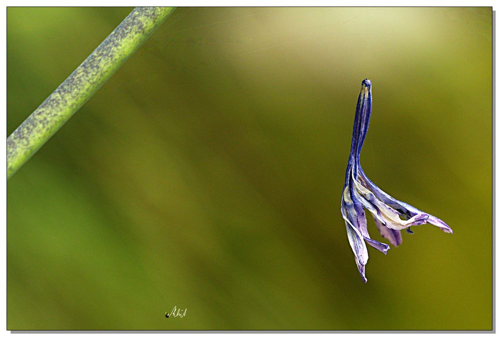 2437   --- es war einmal ... eine Blüte (Agapanthus)