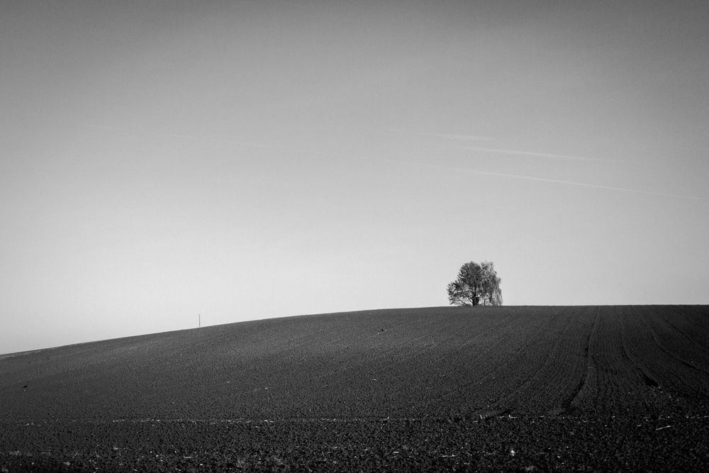 Lonely Tree von clrd_lvs