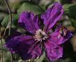 Clematis /01 von pappnas 