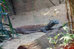2,45 m lang und 44 kg schwer - dieser Komodo- Waran in Gondwana