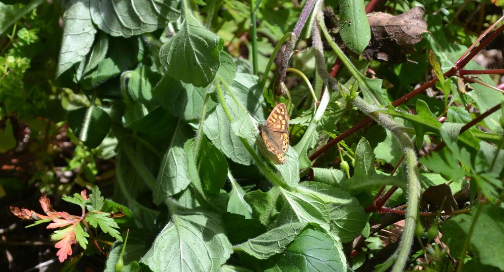 papallona de Aradel