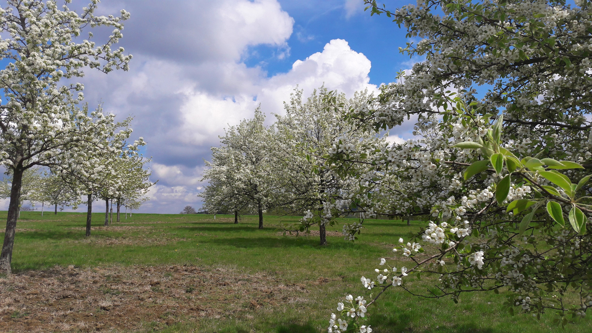 24.7.2019 Streuobstwiese in voller Blüte