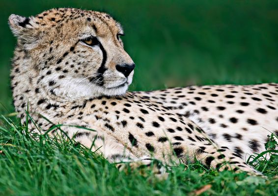 2473    sur le qui-vive