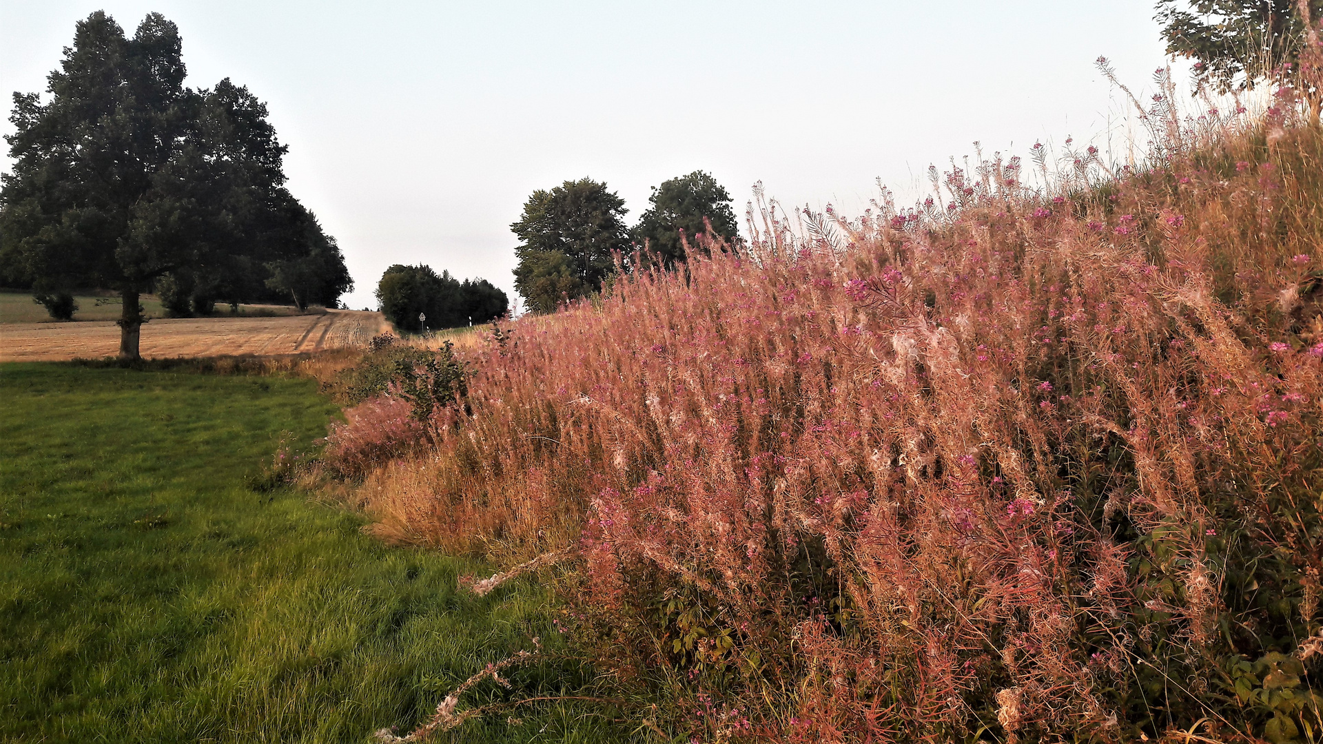  24.8.2019  Abendspaziergang zur Streuobstwiese 