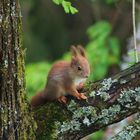 (249) junges eichhörnchen