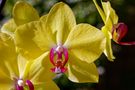 Phalaenopsis von Willy Brüchle