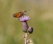 Braunkolbige Dickkopffalter (Thymelicus sylvestris) von Ayubowan