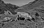 A day in Adishi, Svaneti. by odeveld219 