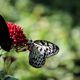 Schmetterling in der Wilhelma