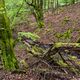Waldmotive, hier: Frhlingsimpressionen am Waldbach (4)