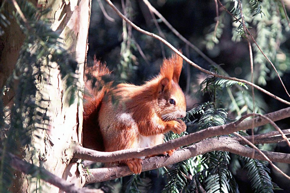 Eichhörnchen von bernd1949