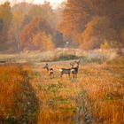 Natur & Land