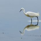 25 Aigrette