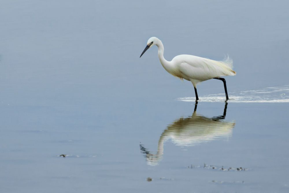 25 Aigrette