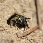 (25) Alte Bekannte: Megachile pilidens und Coelioxys afra