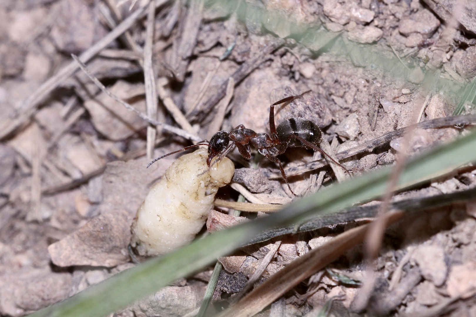 (25) "Beifang" aus der Wildbienenkolonie in Neukappl/Opf., Sommer 2019