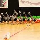 25. Cheer Landesmeisterschaft NRW I