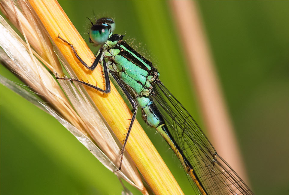 2.5 cm in der Natur -Libelle-