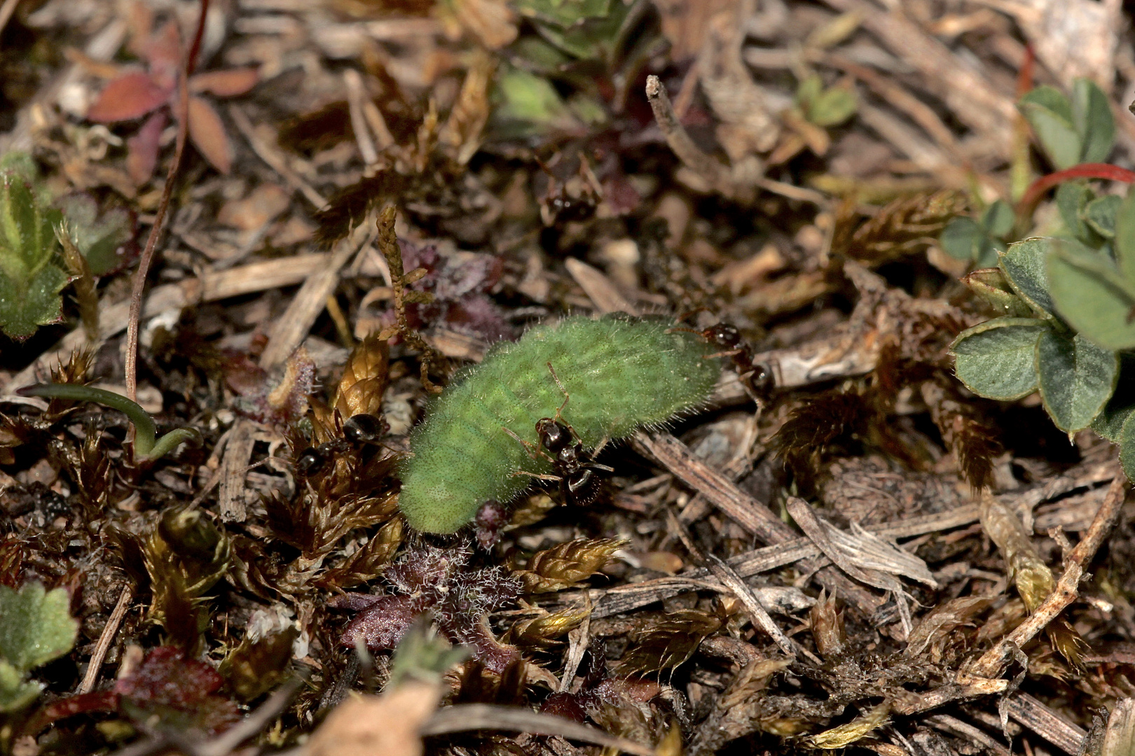 (2/5) Eine Raupe des Gemeinen Bläulings (Polyommatus icarus)!