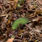 (2/5) Eine Raupe des Gemeinen Bläulings (Polyommatus icarus)!