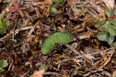 (2/5) Eine Raupe des Gemeinen Bläulings (Polyommatus icarus)!