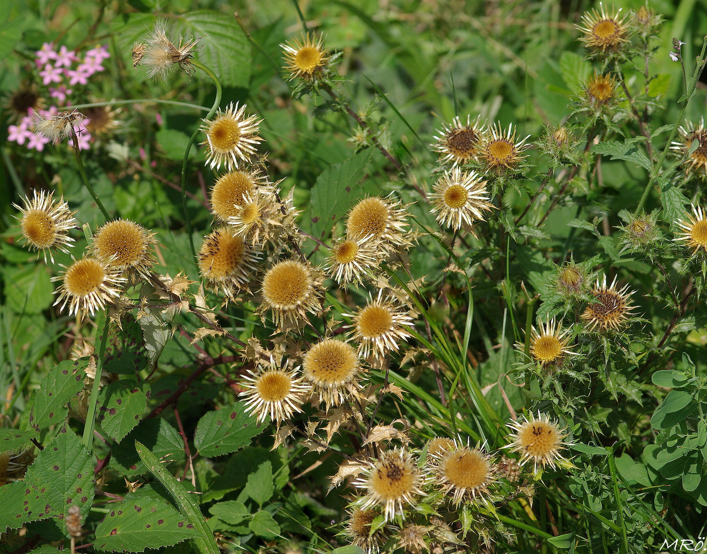 25 Golddisteln (Carlina vulgaris) auf einem Haufen !