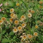 25 Golddisteln (Carlina vulgaris) auf einem Haufen !