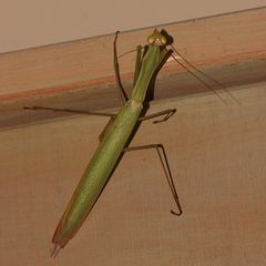 (25) Gottesanbeterinnen aus dem Krüger-Nationalpark (KNP) in Südafrika