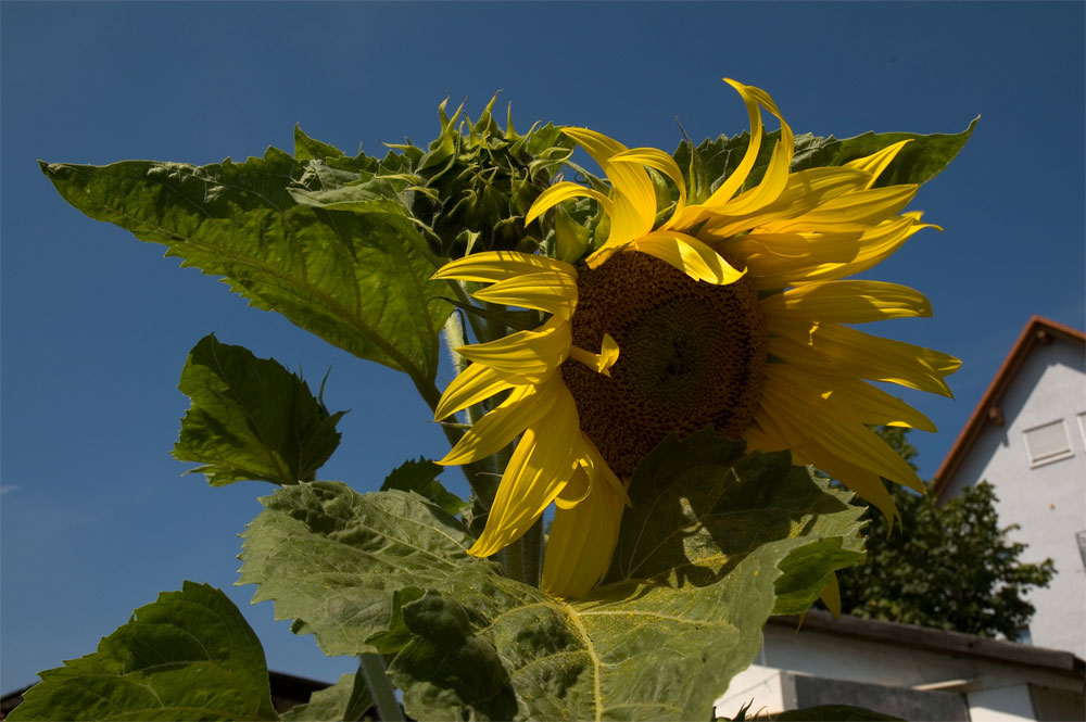 2,5 Meterteil in meinem Garten!