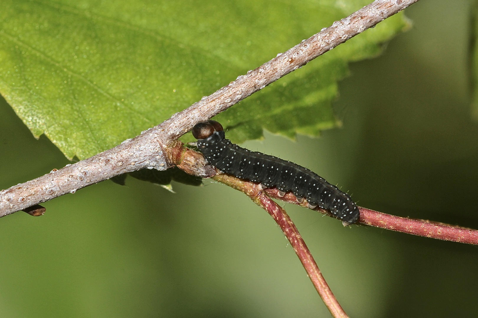 (2/5) Raupen des Gelbhorn-Eulenspinners (Achlya flavicornis) an Birke