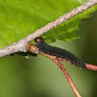 (2/5) Raupen des Gelbhorn-Eulenspinners (Achlya flavicornis) an Birke