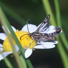 (2/5) Schillernde  Persönlichkeit und ein Doppelmord in der Oberpfalz!