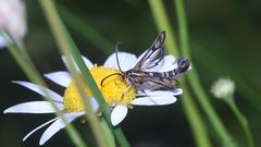 (2/5) Schillernde  Persönlichkeit und ein Doppelmord in der Oberpfalz!