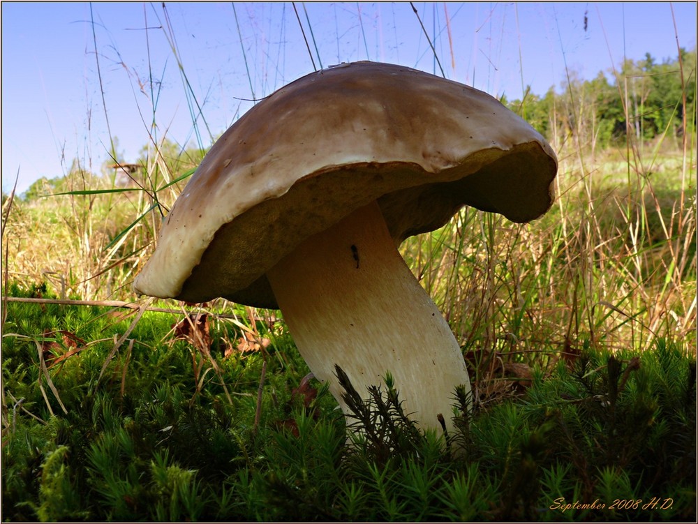 250 gr. Pilz am Fundort