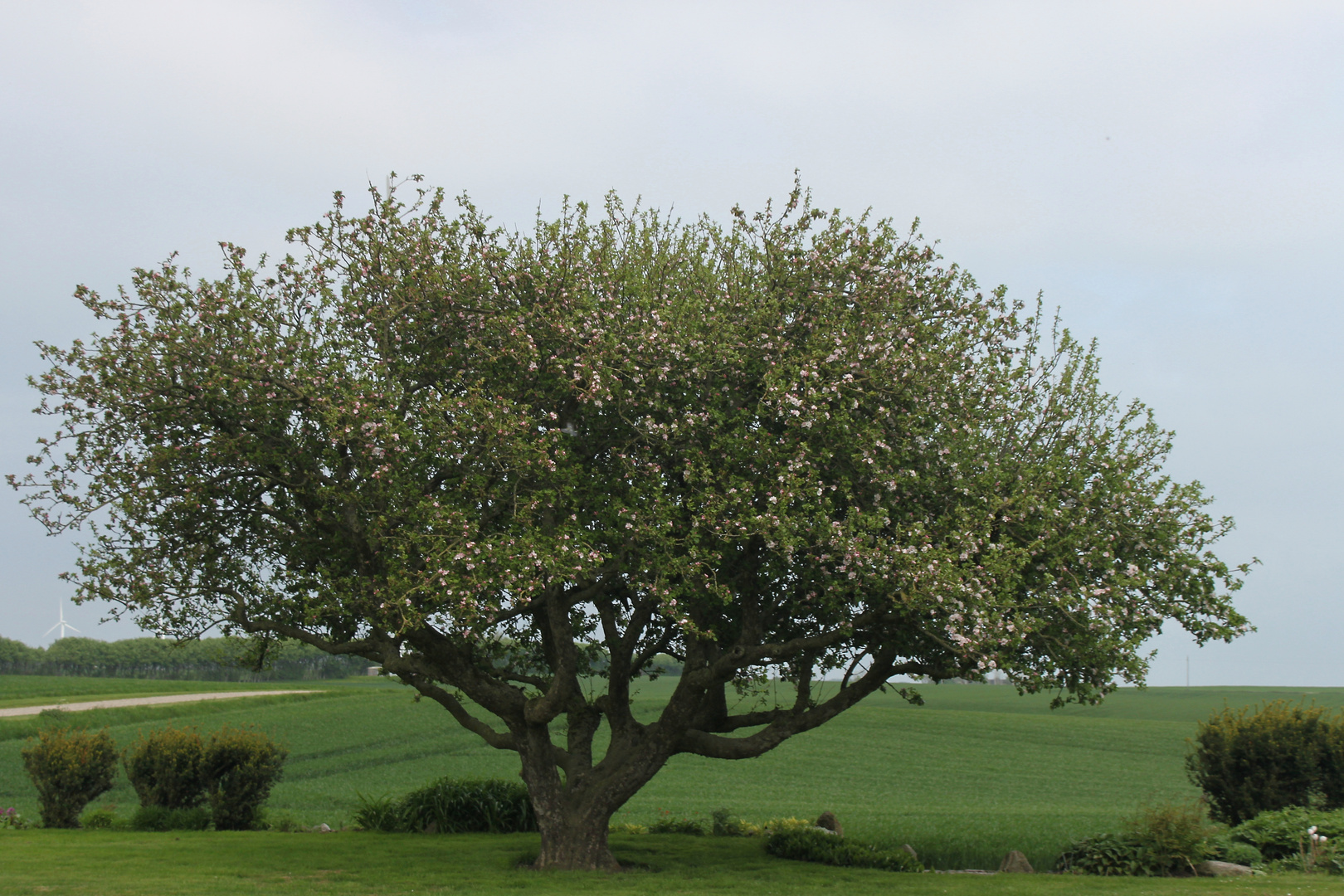 250 Jahre alter Apfelbaum