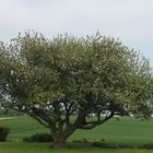 250 Jahre alter Apfelbaum