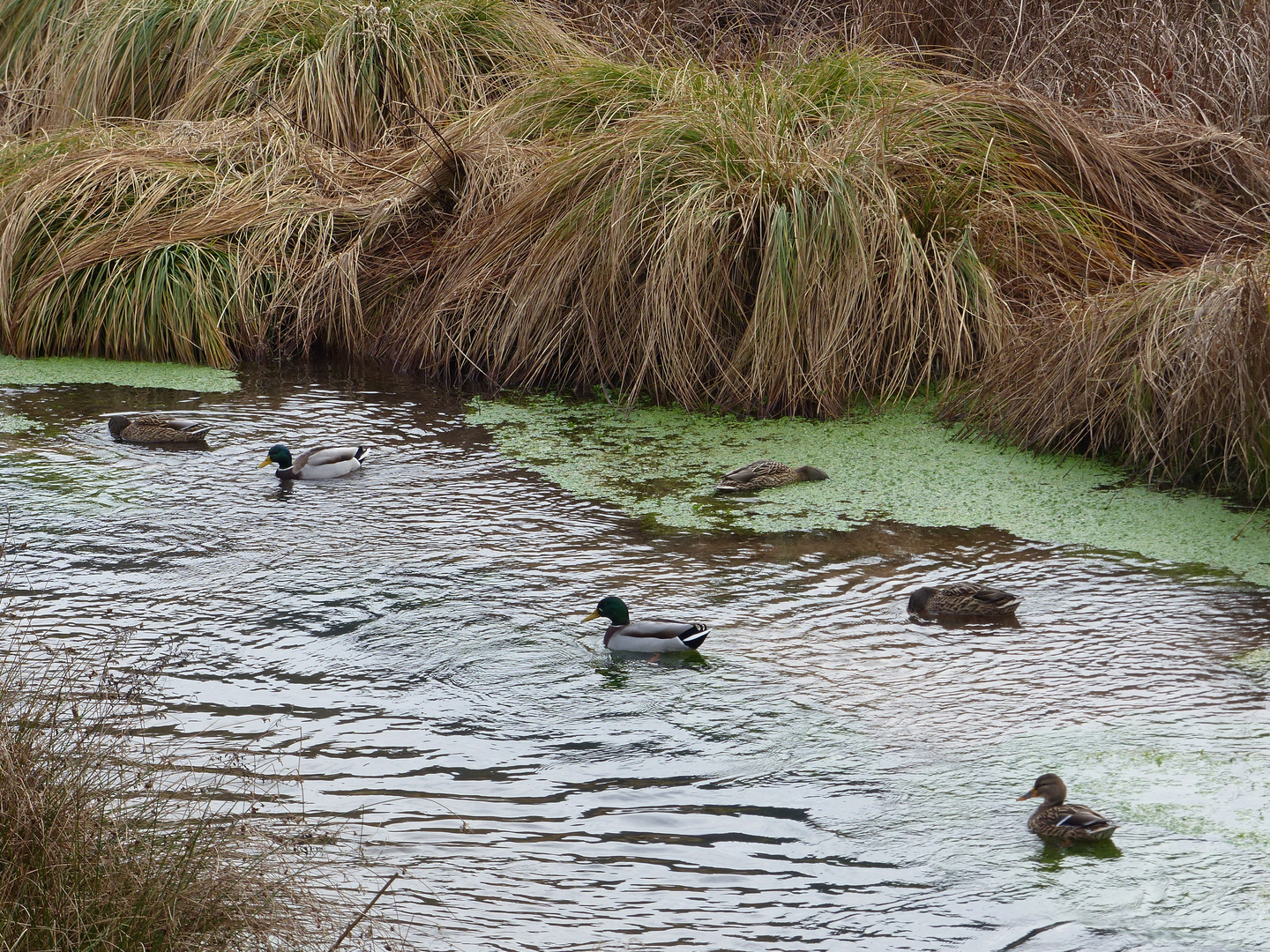 25.01.2014 Enten