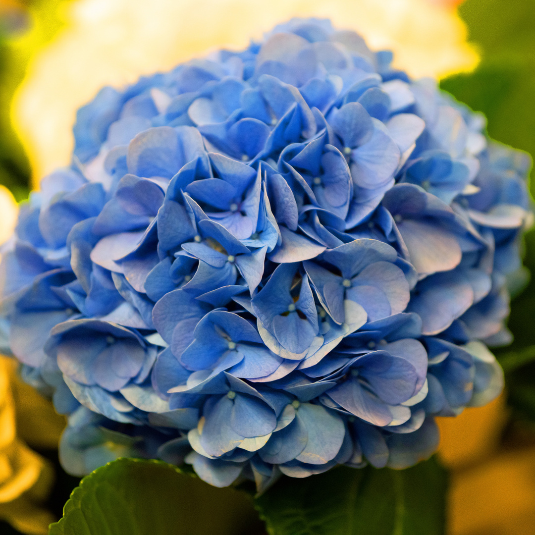 25.01.23 Mittwochsblümchen **Blaue Hortensie**