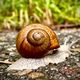 Schnecke am Wegesrand 23719907-B44B-4F9A-A167-A78FCABA4FB9