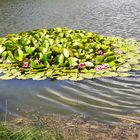 25.06.Seeroseninsel mit Fröschequaken  im Teich