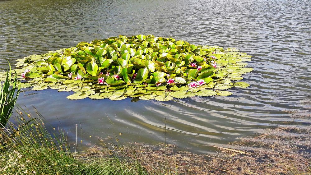 25.06.Seeroseninsel mit Fröschequaken  im Teich