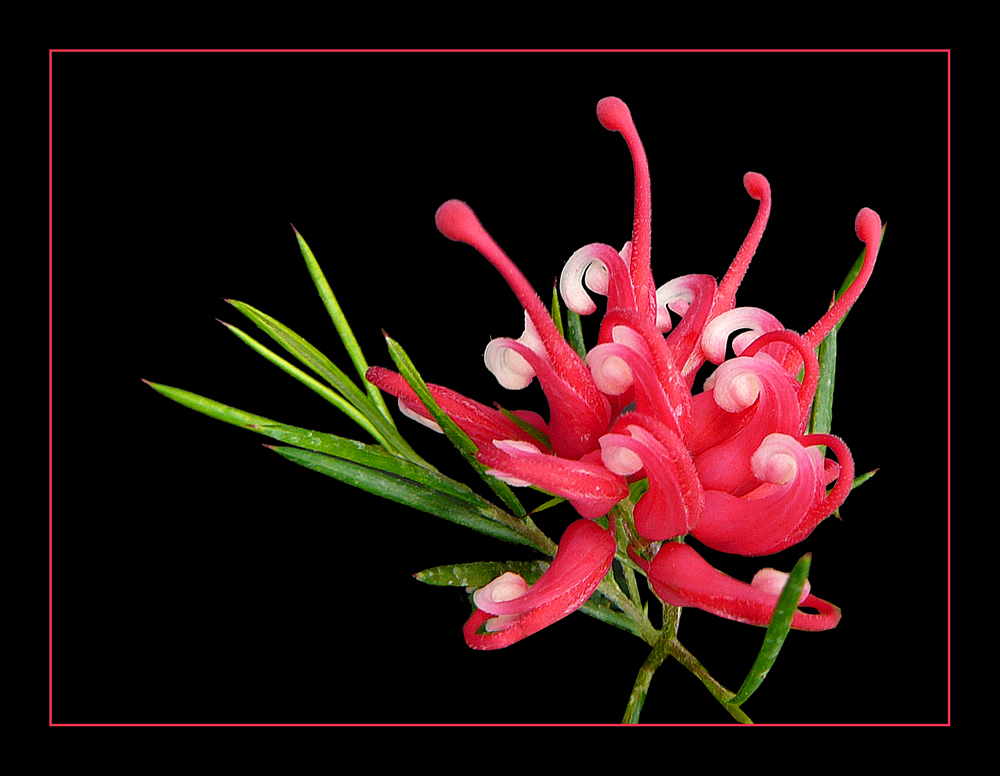 251 GREVILLEA