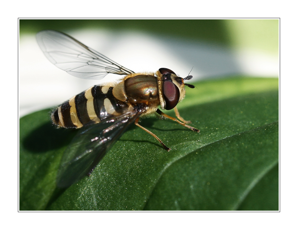 2.533 Suchergebnisse für "Schwebfliege"