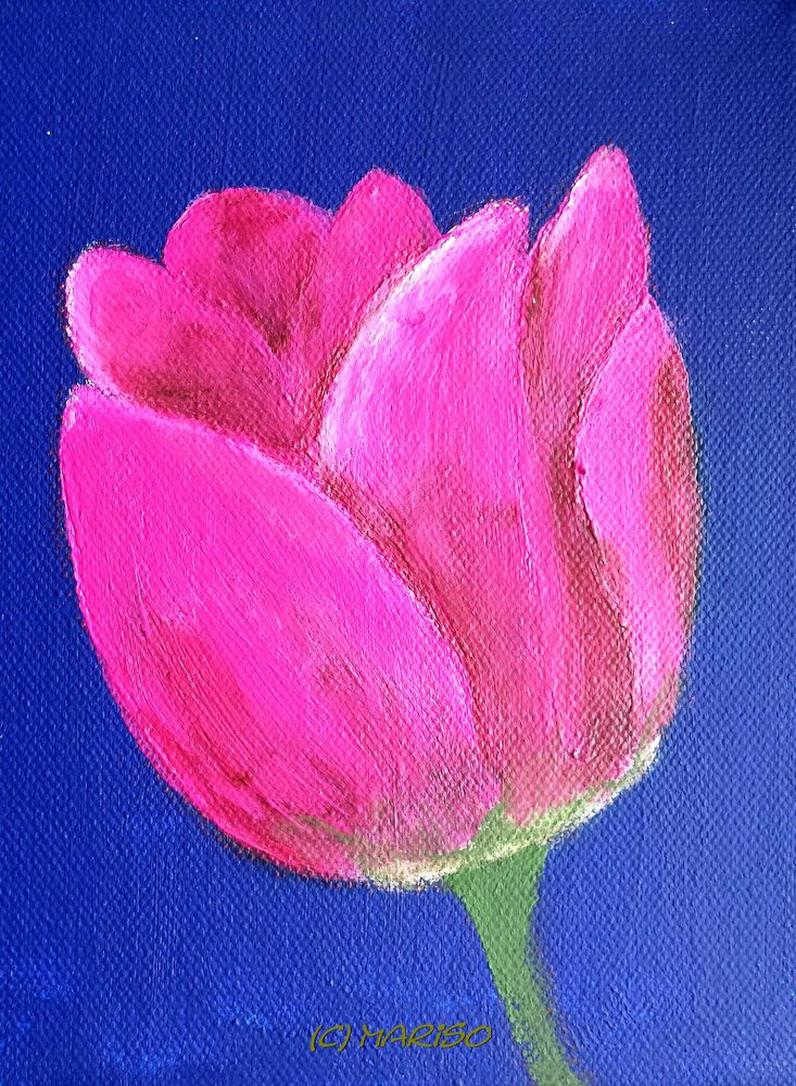 253_Tulpe_magenta_mariso