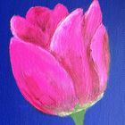 253_Tulpe_magenta_mariso